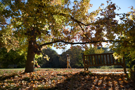 Woman walks by bench and tree with leaf's on the grass at the LA County Arboretum