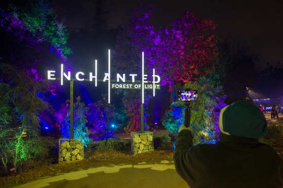 Person taking photo with their phone of trees with lights and sign that says "Enchanted Forest of Lights"