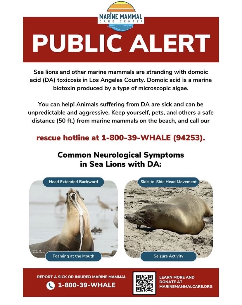 Marina del Rey Mammals