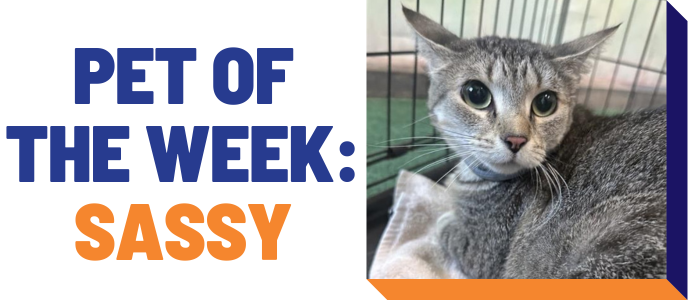 Pet of the week: Sassy