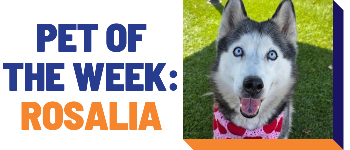 Pet of the week: Rosalia