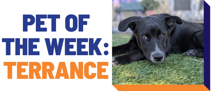 Pet of the week: Terrance
