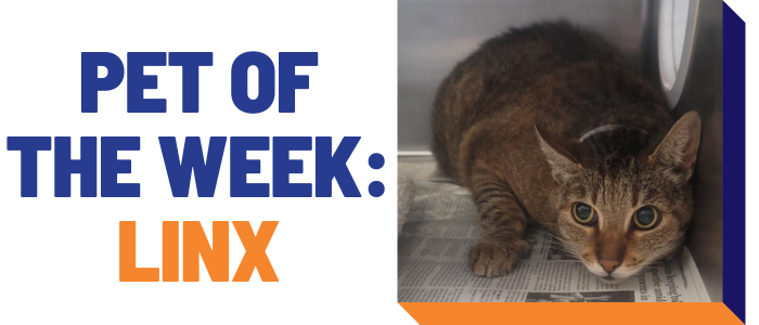 Pet of the week: Linx