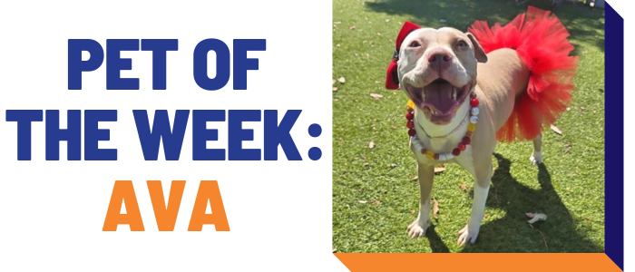 Pet of the week: Ava