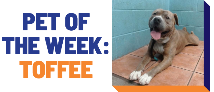 Pet of the week: Toffee