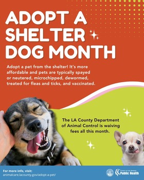 Adopt a Shelter Dog