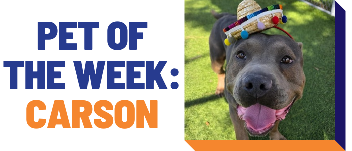 Pet of the week: Carson