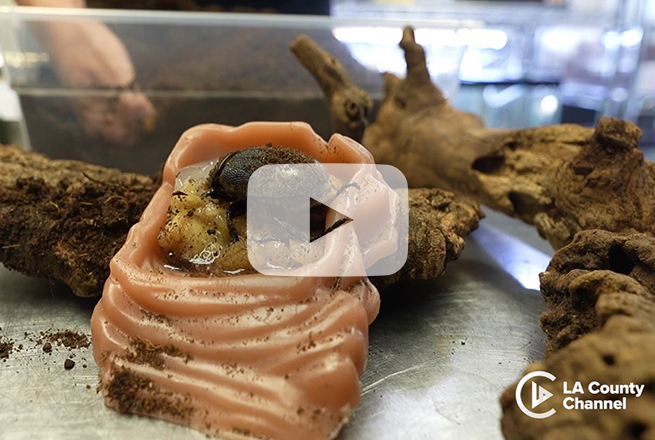 Black beetle on top of yellow and pink item with tree branch in the background