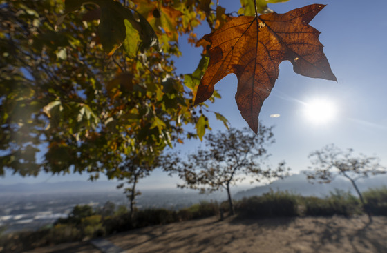 Orange leaf with tree branches and trees in the background with blue sky and sun shining