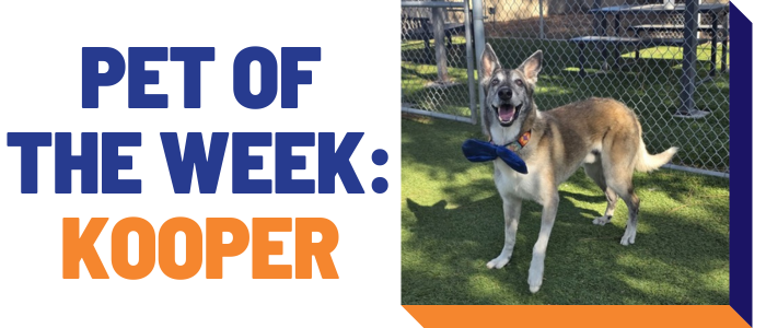 Pet of the week: Kooper
