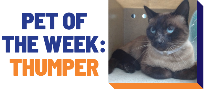 Pet of the week: Thumper