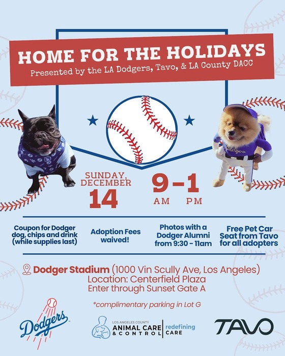 Black French Bulldog, a baseball with home plate in the background, and a Pomeranian on flyer