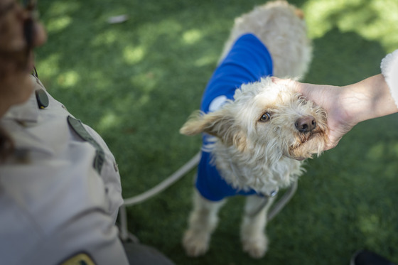 Brown Cairn Terrier dog with blue shirt on next to female with hand holding the dogs face