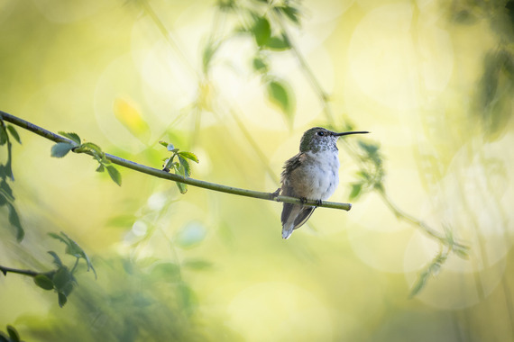 Bird sitting on a branch at Descanso Gardens on October 20, 2025. (Mayra Beltran / Los Angeles County)