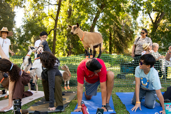 Men and women doing yoga on top of mats with goats standing on top of them or next to them with trees and grass