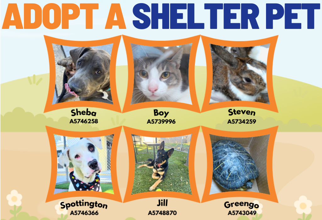 Adopt a shelter pet