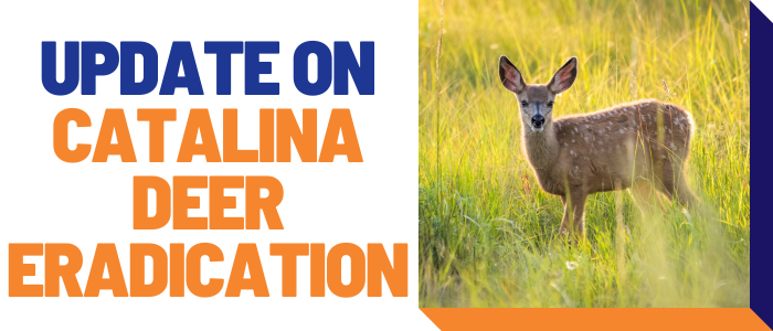 Update on Catalina deer eradication