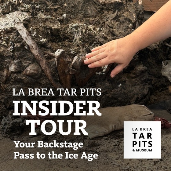 A hand touching fossils in the dirt