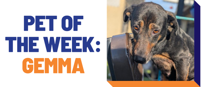 Pet of the week: Gemma