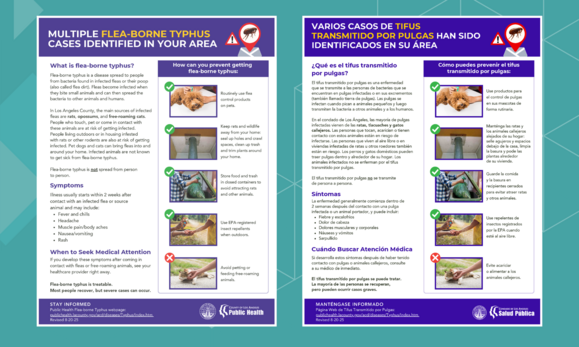 Flea Borne Typhus