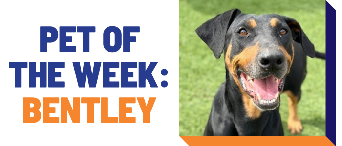 Pet of the week: Bentley