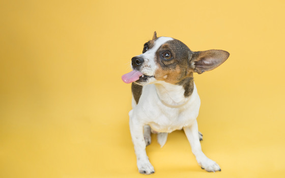 Mixed colored dog poses for photo while sticking it's tongue out