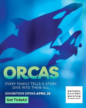 Orcas at the Natural History Museum