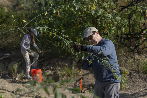 Man wearing a hat, long sleeve shirt and gloves remove invasive species and restore native plants 