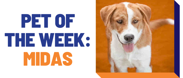 Pet of the week: Midas