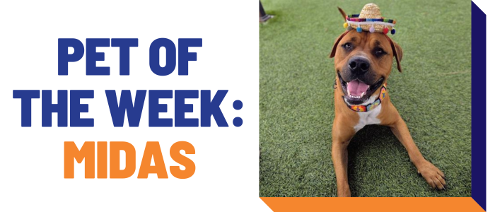 Pet of the week: Midas