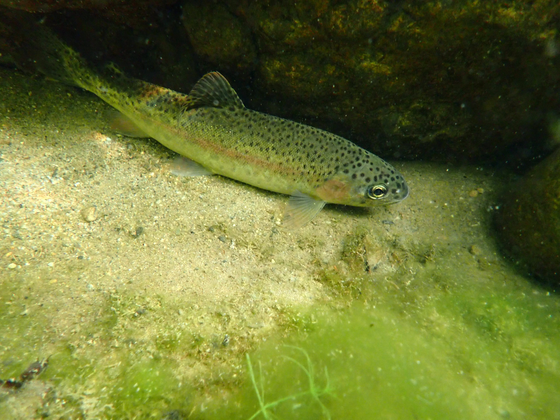 Vital Species Being Protected