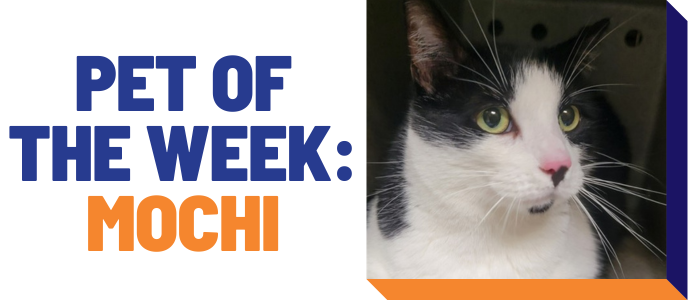 Pet of the week: Mochi