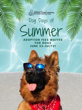 Adoption Fees Waived