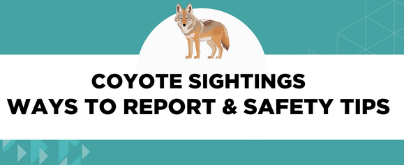 Coyote Sightings Ways to Report and Safety Tips