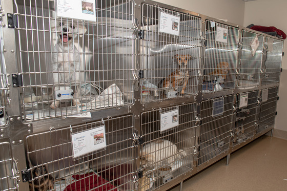a row of adorable dogs in cages at a shelter waiting for homes
