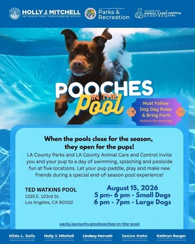 Pooches in the Pool