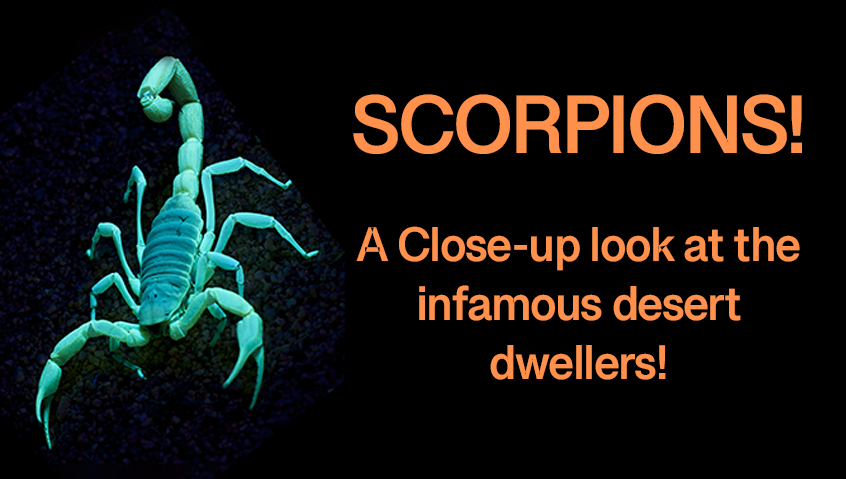 Scorpions