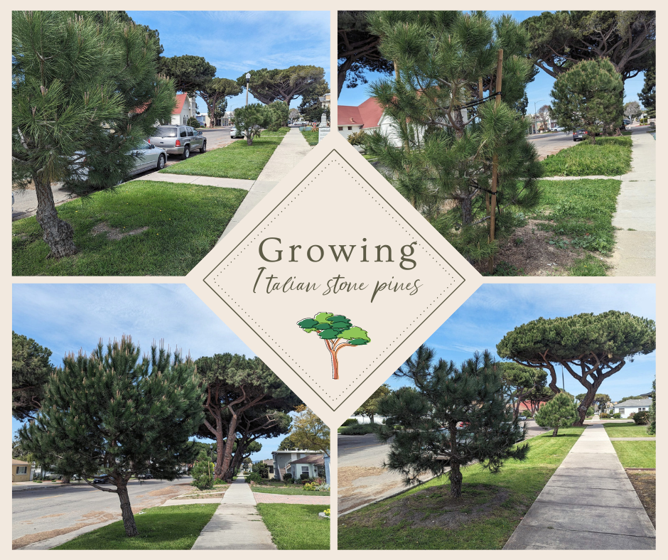 Baby Italian Stone Pines