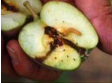 half an apple - split open to show coddling moth damage