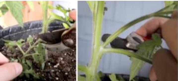 two images of pruning a tomato plant