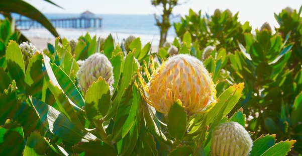 Pier plants and flowers