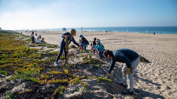Dune Restoration Volunteers