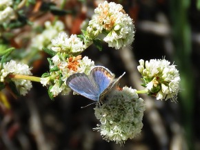 El Segundo Blue Butterfly