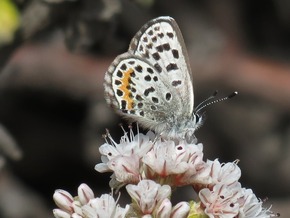 El Segundo Blue Butterfly