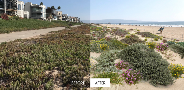 dune restoration before and after