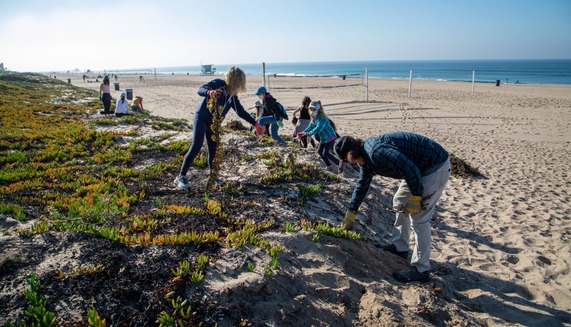 Dune Restoration Volunteers