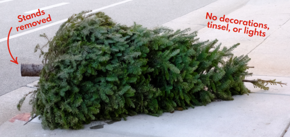 Holiday Tree Collection