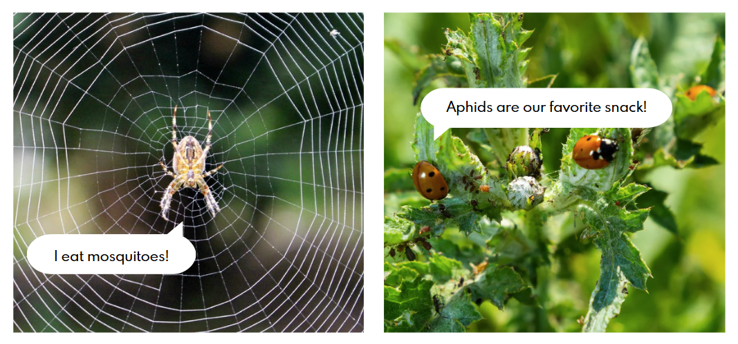 Spider and lady bug pest control