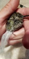 A person holds a hummingbird in one hand. The hummingbird's feet are tangled in fake spiderweb material.