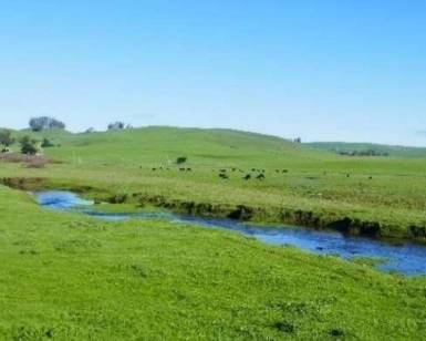 A view of green pasture and a stream at McDowell Ranch